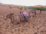 Camels - Caravan - Erg Chebbi - Morocco